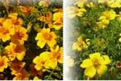 Gewürztagetes mix - Tagetes tenuifolia