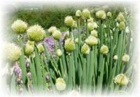 Winterheckenzwiebel - Allium fistulosum