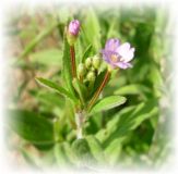 Weidenröschen kleinblütiges - Epilobium parviflorum