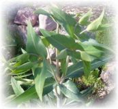 Wühlmauskraut - Euphorbia lathyris