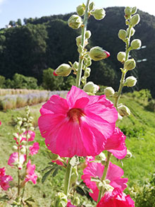 Malve - Stockrose rosa - Alcea rosea